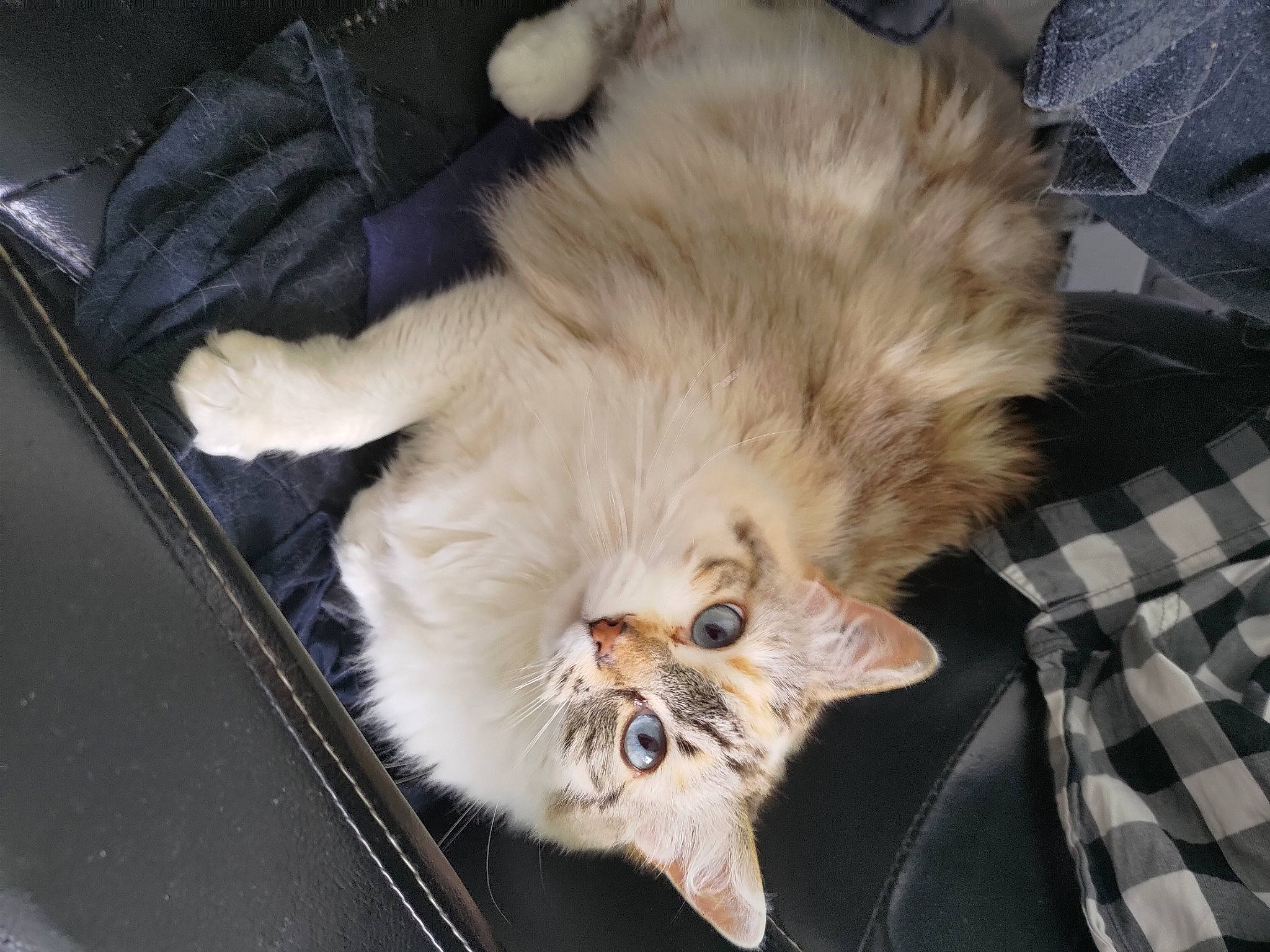 Lila participe au concours pour gagner de l'argent avec cette photo : british_longhair, canidae, carnivore, cat, claw, comfort, companion_dog, dog_breed, eye, fawn, felidae, fur, paw, persian, plaid, small_to_medium_sized_cats, snout, tail, tartan, whiskers