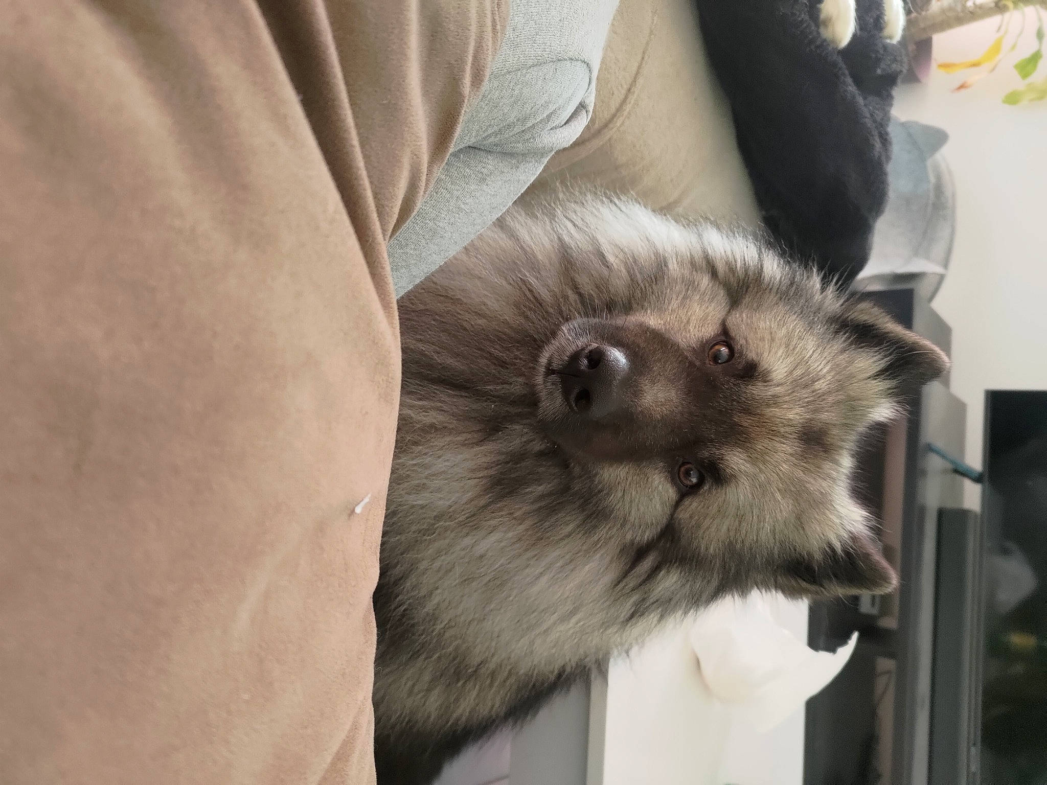 Ragnar a rejoint le concours — aidez-le/la à gagner de superbes lots ! canidae, carnivore, claw, comfort, companion_dog, dog_breed, fawn, felidae, fur, german_spitz_mittel, grey, procyonidae, small_to_medium_sized_cats, snout, tail, terrestrial_animal, whiskers, wildlife, working_animal