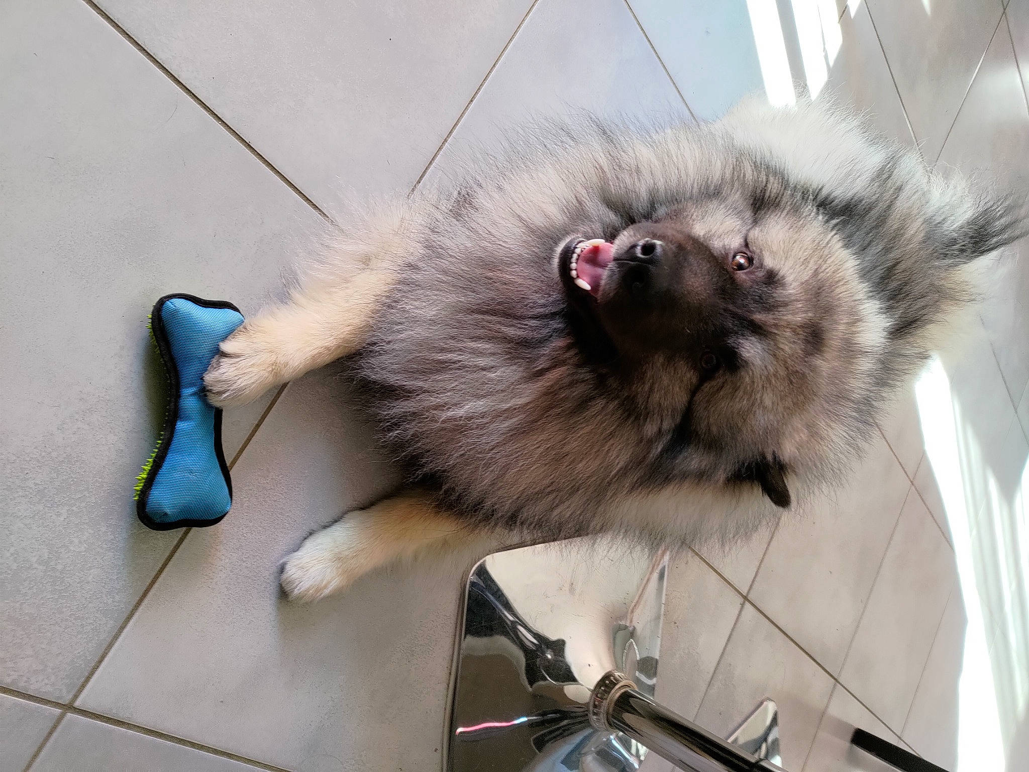 Ragnar a rejoint le concours — aidez-le/la à gagner de superbes lots ! canidae, carnivore, cat, claw, collar, companion_dog, dog_breed, domestic_short_haired_cat, electric_blue, fawn, felidae, foot, fur, paw, siamese, small_to_medium_sized_cats, snout, sporting_group, tail, whiskers