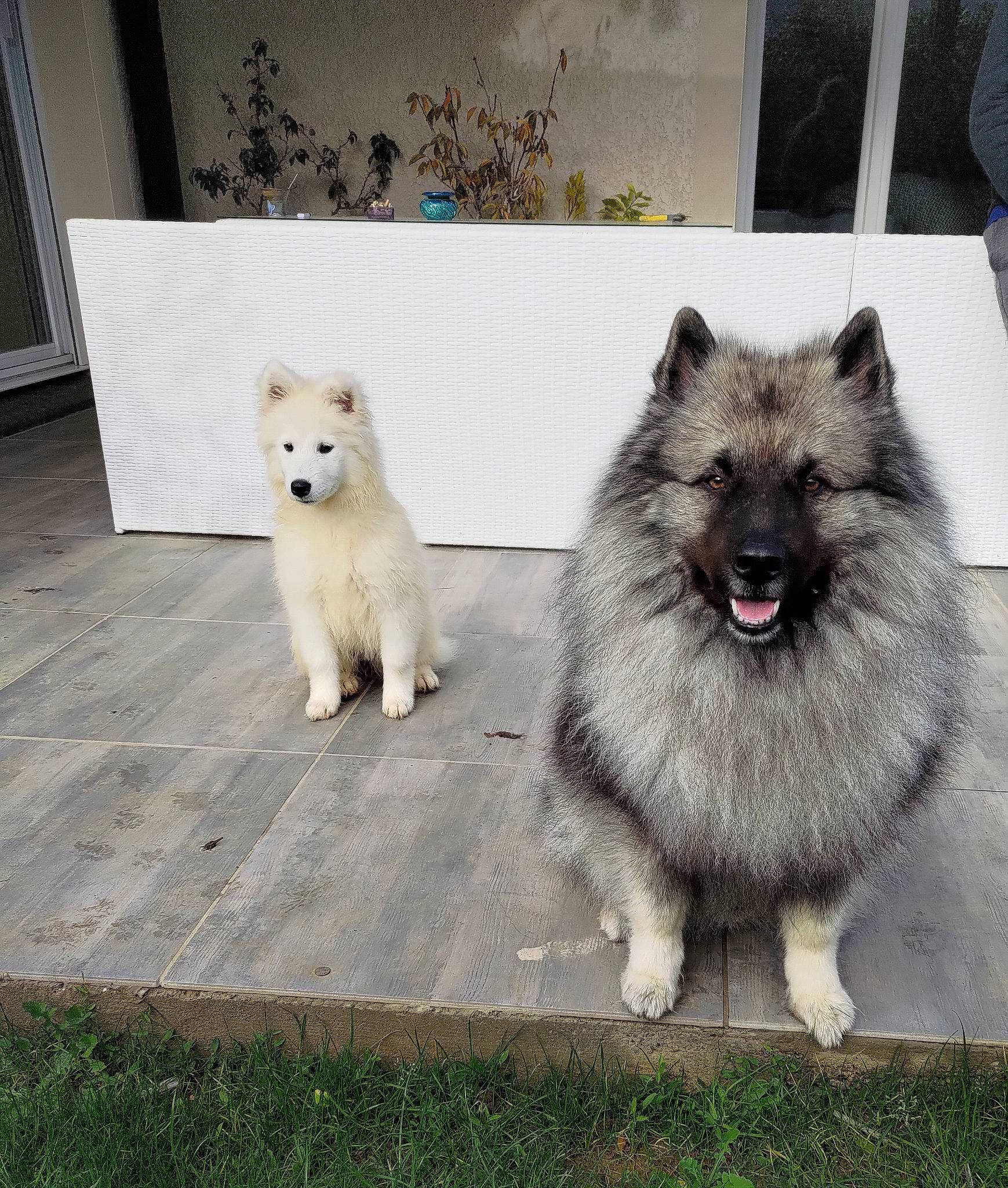 Ragnar a rejoint le concours — aidez-le/la à gagner de superbes lots ! canidae, carnivore, companion_dog, dog, dog_breed, door, fur, giant_dog_breed, grass, keeshond, mammal, mechanical_fan, non_sporting_group, plant, snout, sporting_group, tail, terrestrial_animal, working_animal, working_dog