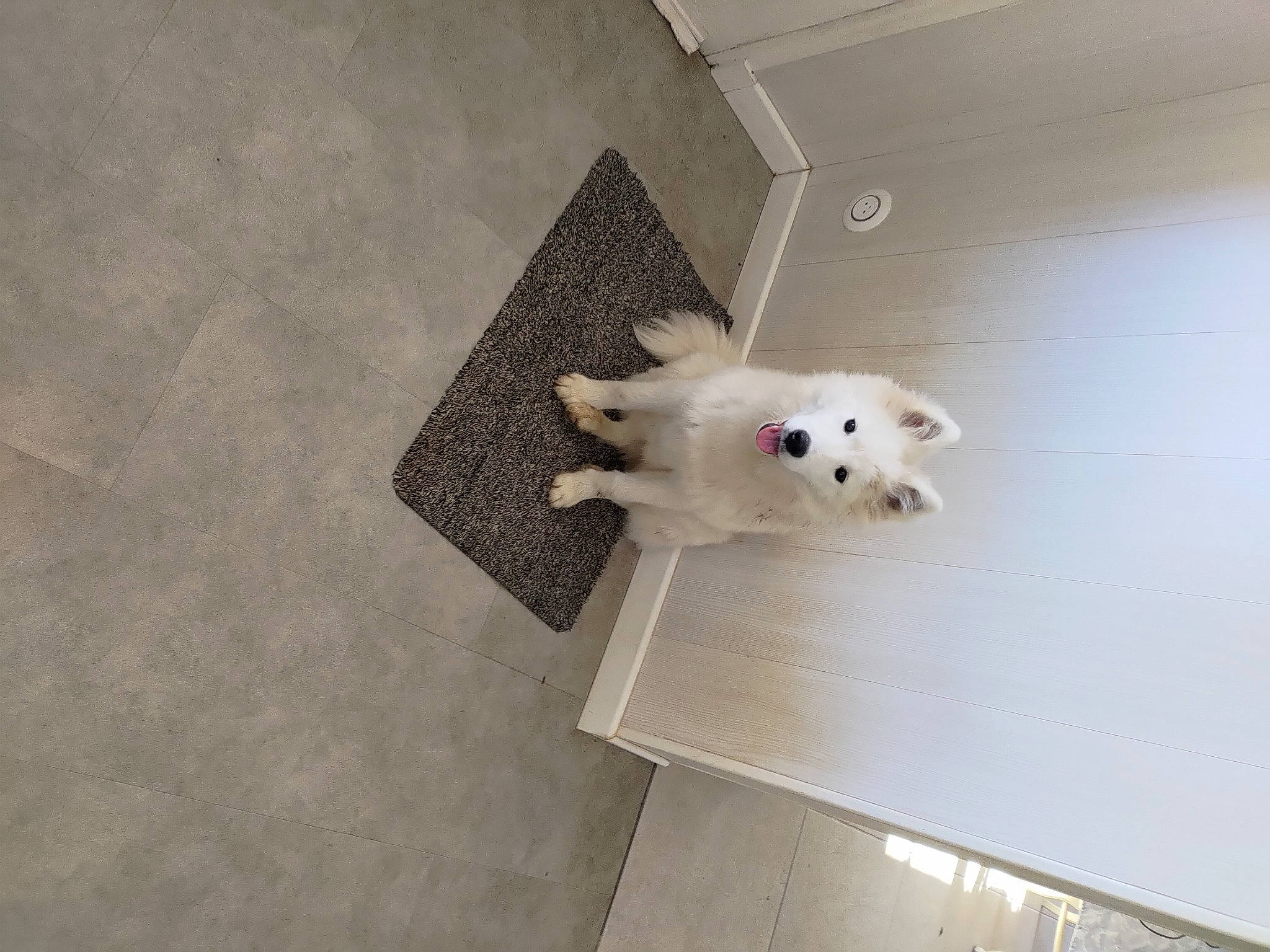 Tayga a rejoint le concours — aidez-le/la à gagner de superbes lots ! canidae, carnivore, companion_dog, fawn, felidae, floor, flooring, fur, hardwood, paper, paper_product, room, samoyed, snout, sporting_group, stuffed_toy, tail, teddy_bear, whiskers, wood