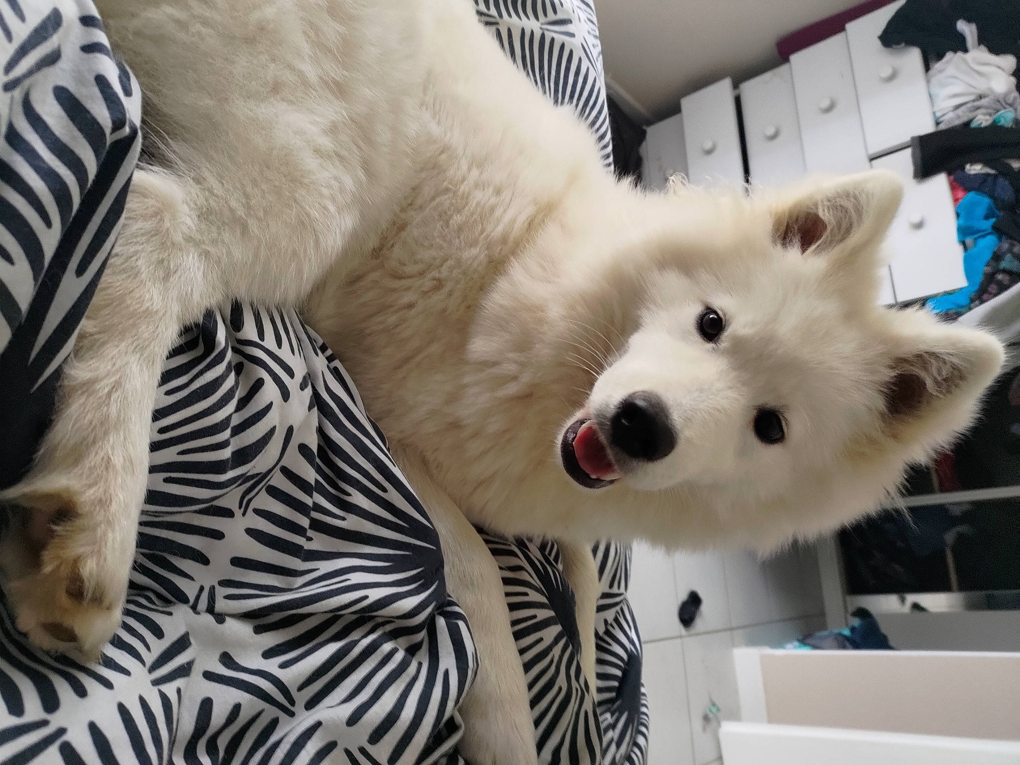 Tayga a rejoint le concours — aidez-le/la à gagner de superbes lots ! canidae, canis, carnivore, collar, companion_dog, dog, dog_breed, dog_supply, fawn, fur, german_spitz, german_spitz_klein, german_spitz_mittel, snout, spitz, sporting_group, terrestrial_animal, volpino_italiano, whiskers, working_animal