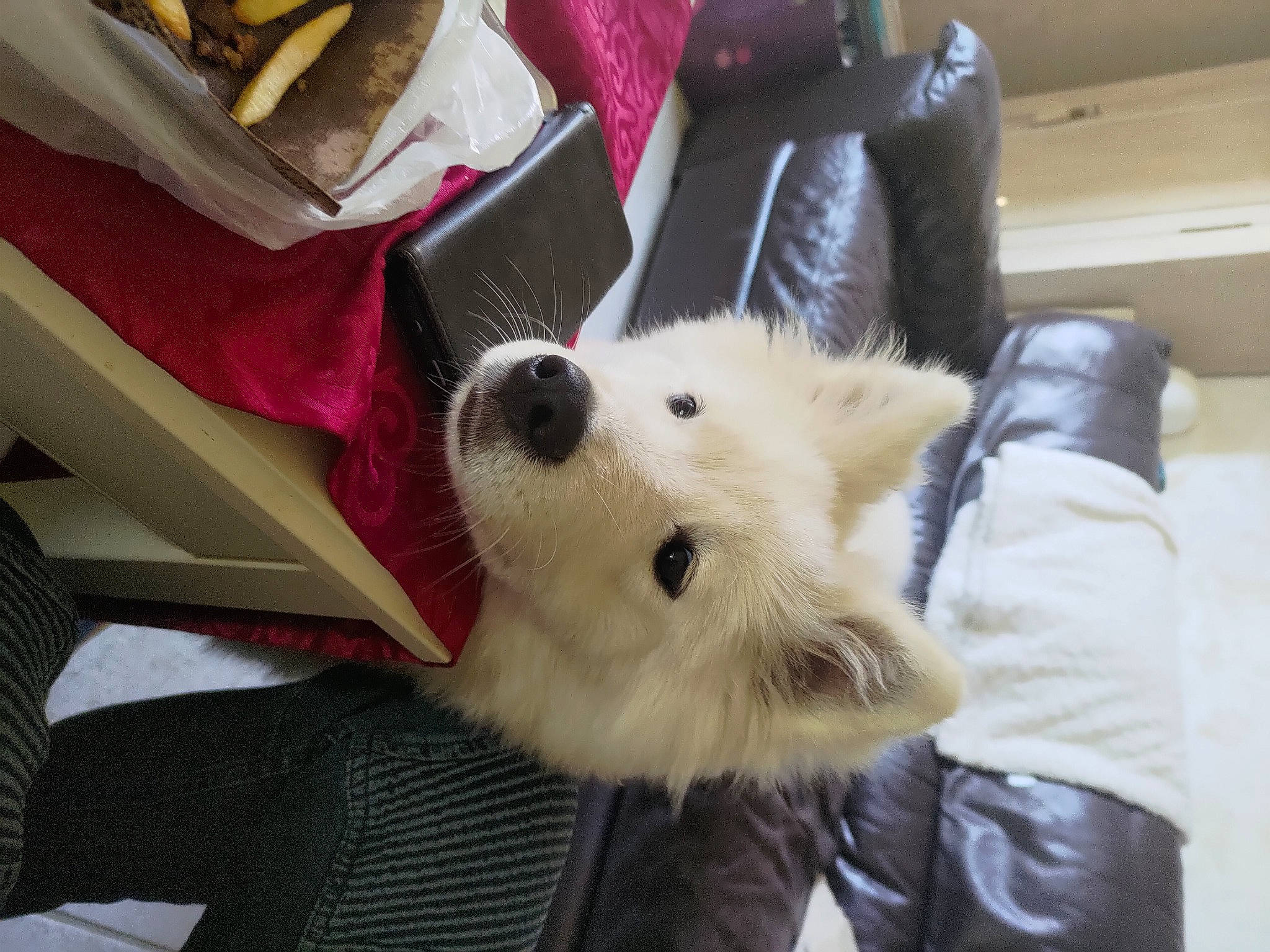 Tayga participe au concours pour gagner de l'argent avec cette photo : canidae, carmine, carnivore, comfort, companion_dog, dog, dog_breed, dog_supply, fawn, fur, german_spitz, german_spitz_mittel, non_sporting_group, snout, spitz, sporting_group, toy_dog, volpino_italiano, whiskers