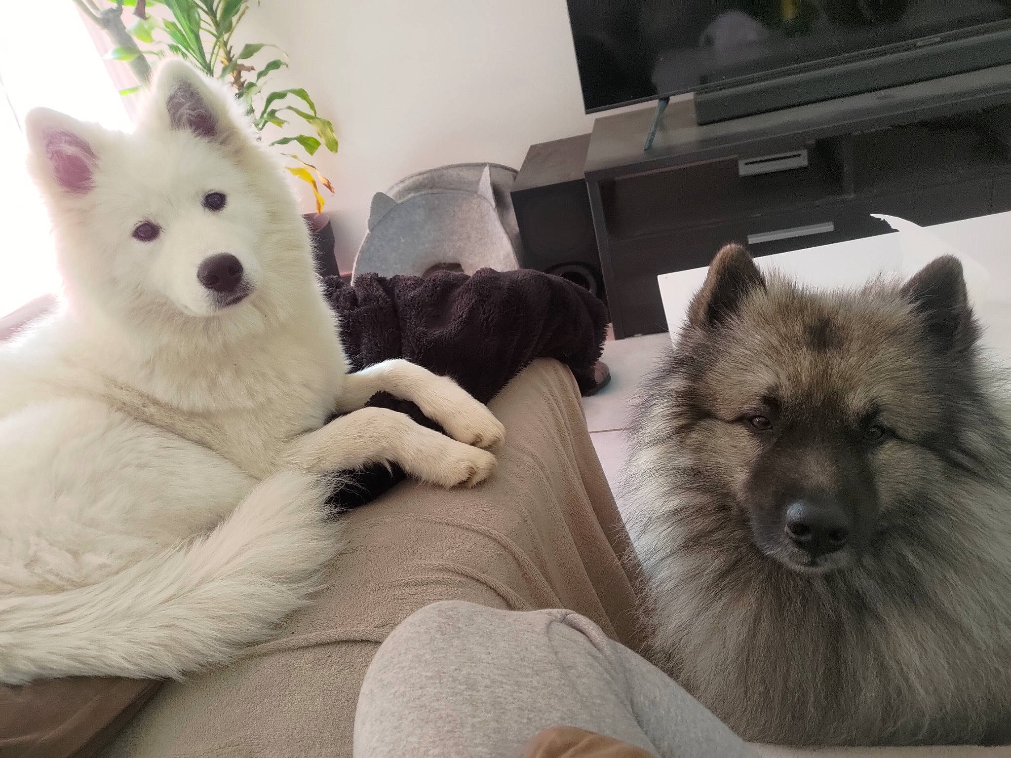 Tayga participe au concours pour gagner de l'argent avec cette photo : canidae, carnivore, comfort, companion_dog, couch, dog, dog_breed, fawn, fur, german_spitz, german_spitz_mittel, giant_dog_breed, houseplant, plant, sitting, snout, spitz, sporting_group, volpino_italiano, whiskers