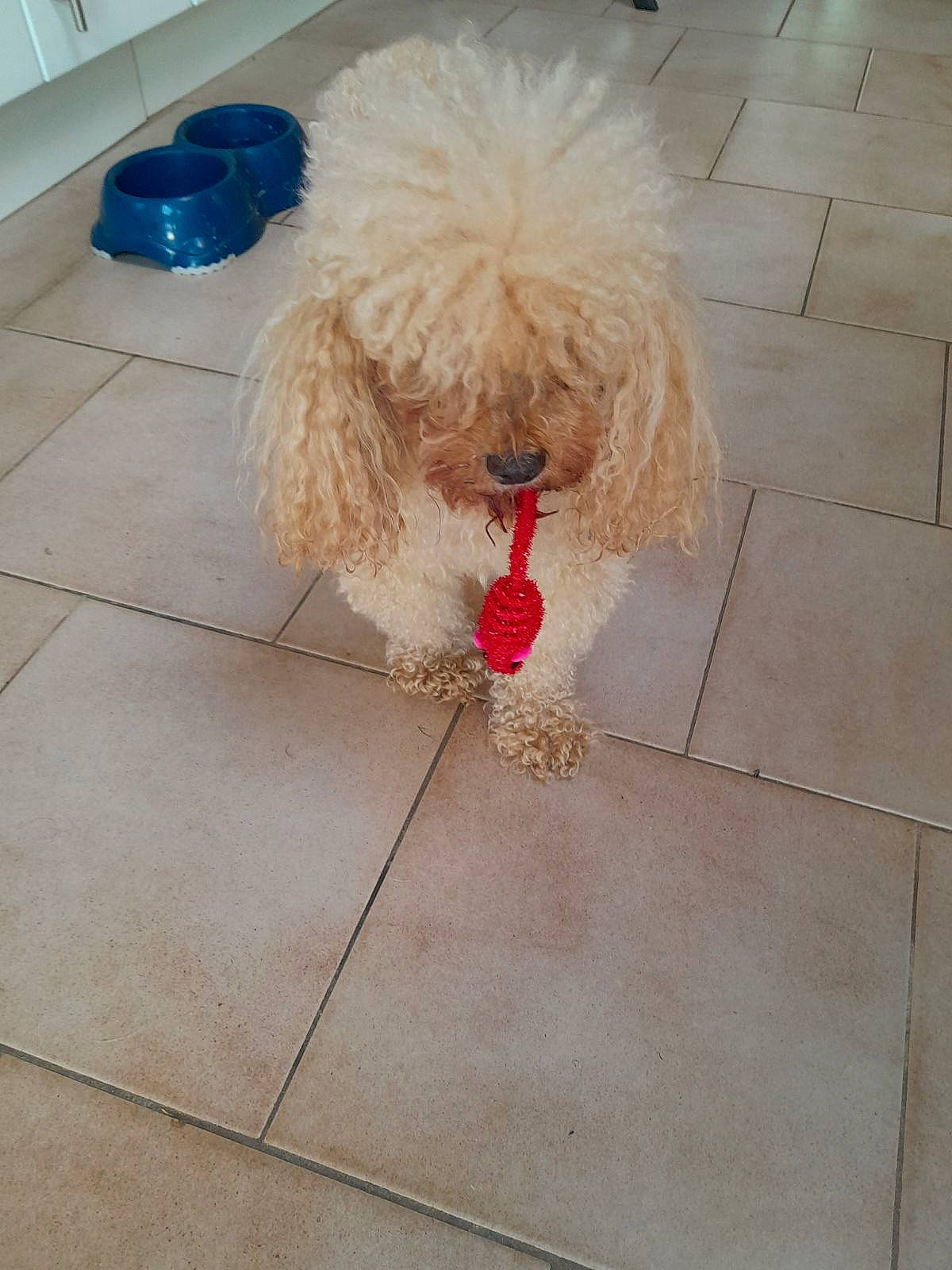 Halzo a rejoint le concours — aidez-le/la à gagner de superbes lots ! blue, carnivore, collar, companion_dog, dog, dog_breed, dog_collar, dog_supply, fawn, floor, flooring, fur, line, pet_supply, poodle, sporting_group, tile_flooring, toy_dog, water_dog, working_animal