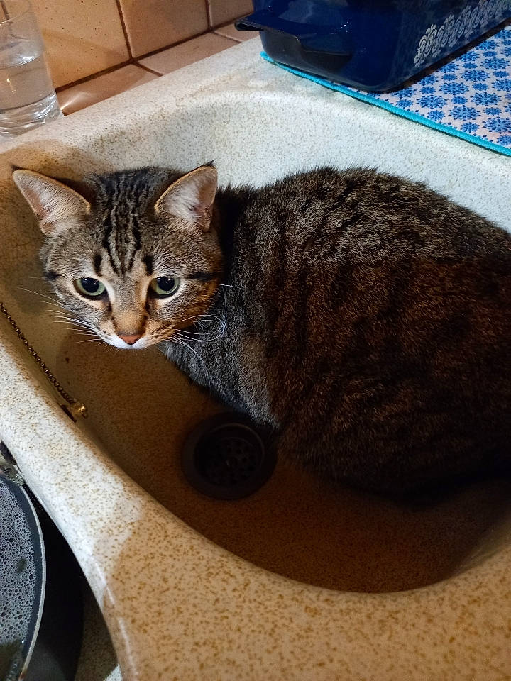 Olympe a rejoint le concours — aidez-le/la à gagner de superbes lots ! carnivore, cat, cat_supply, comfort, domestic_short_haired_cat, felidae, flooring, fur, paw, pet_supply, sitting, small_to_medium_sized_cats, snout, tail, terrestrial_animal, whiskers, wood