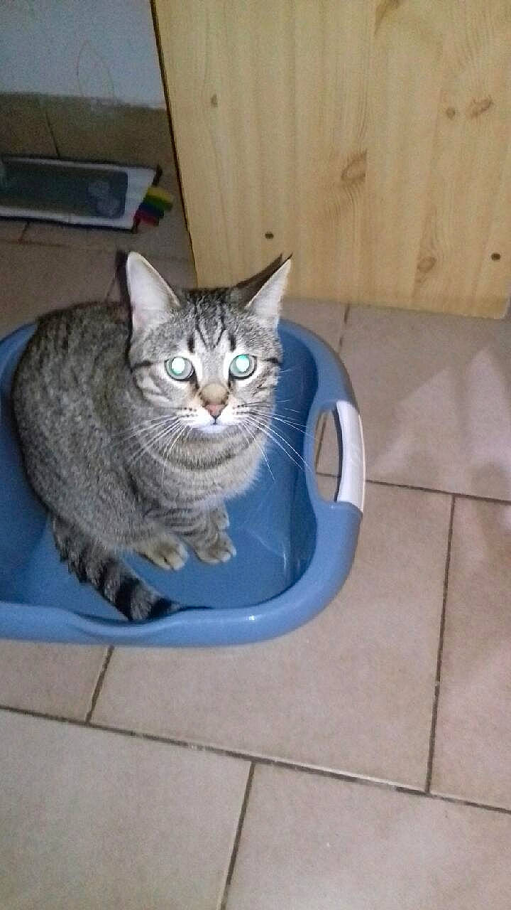 Olympe participe au concours pour gagner de l'argent avec cette photo : carnivore, cat, cat_supply, comfort, door, electric_blue, felidae, flooring, fur, grey, hardwood, pet_supply, small_to_medium_sized_cats, tail, whiskers, wood