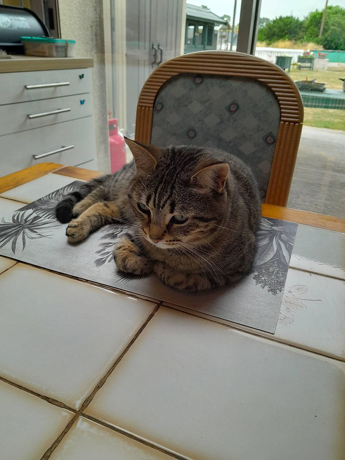 Olympe a rejoint le concours — aidez-le/la à gagner de superbes lots ! cabinetry, carnivore, cat, chest, chest_of_drawers, comfort, cupboard, domestic_short_haired_cat, drawer, dresser, felidae, floor, flooring, fur, grey, hardwood, sitting, small_to_medium_sized_cats, whiskers, wood