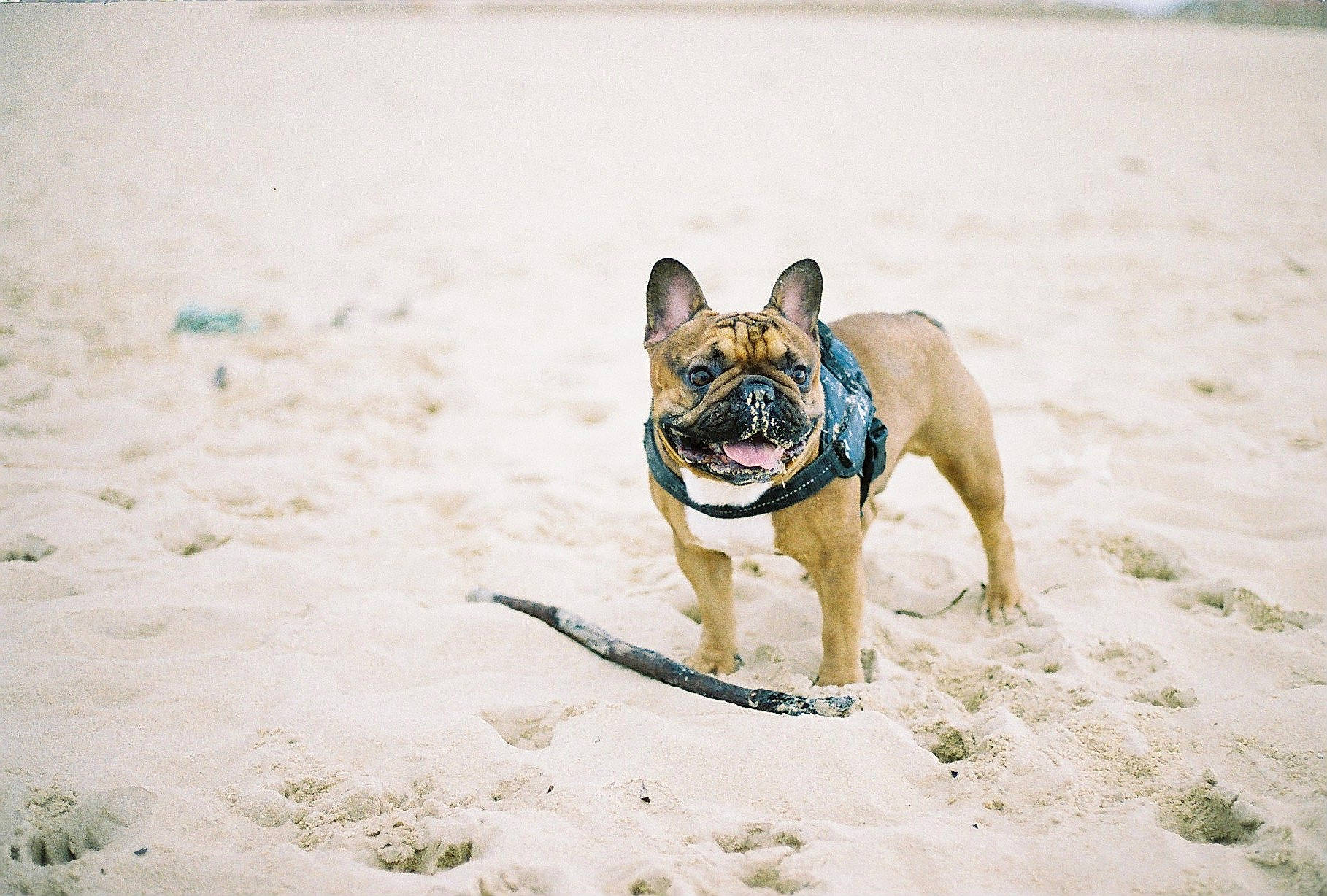 Butters a rejoint le concours — aidez-le/la à gagner de superbes lots ! art, bulldog, canidae, carnivore, companion_dog, dog, dog_breed, dog_collar, dog_supply, fawn, french_bulldog, grass, leash, pug, snout, sporting_group, terrestrial_animal, toy_dog, working_animal, working_dog