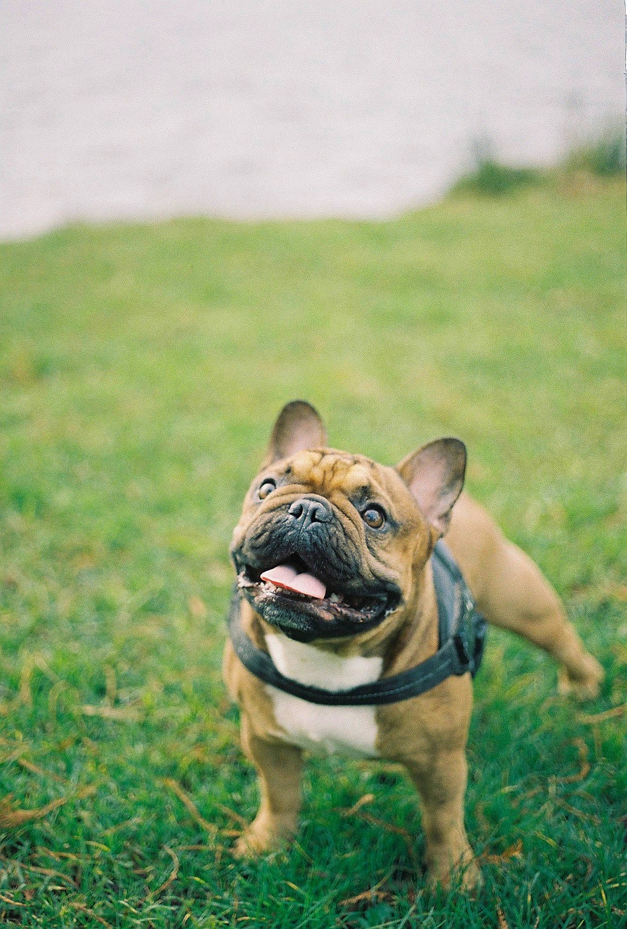 Butters participe au concours pour gagner de l'argent avec cette photo : bulldog, canidae, carnivore, companion_dog, dog, dog_breed, fawn, grass, grassland, lawn, leash, non_sporting_group, pug, snout, soil, sporting_group, terrestrial_animal, toy_dog, whiskers, wrinkle