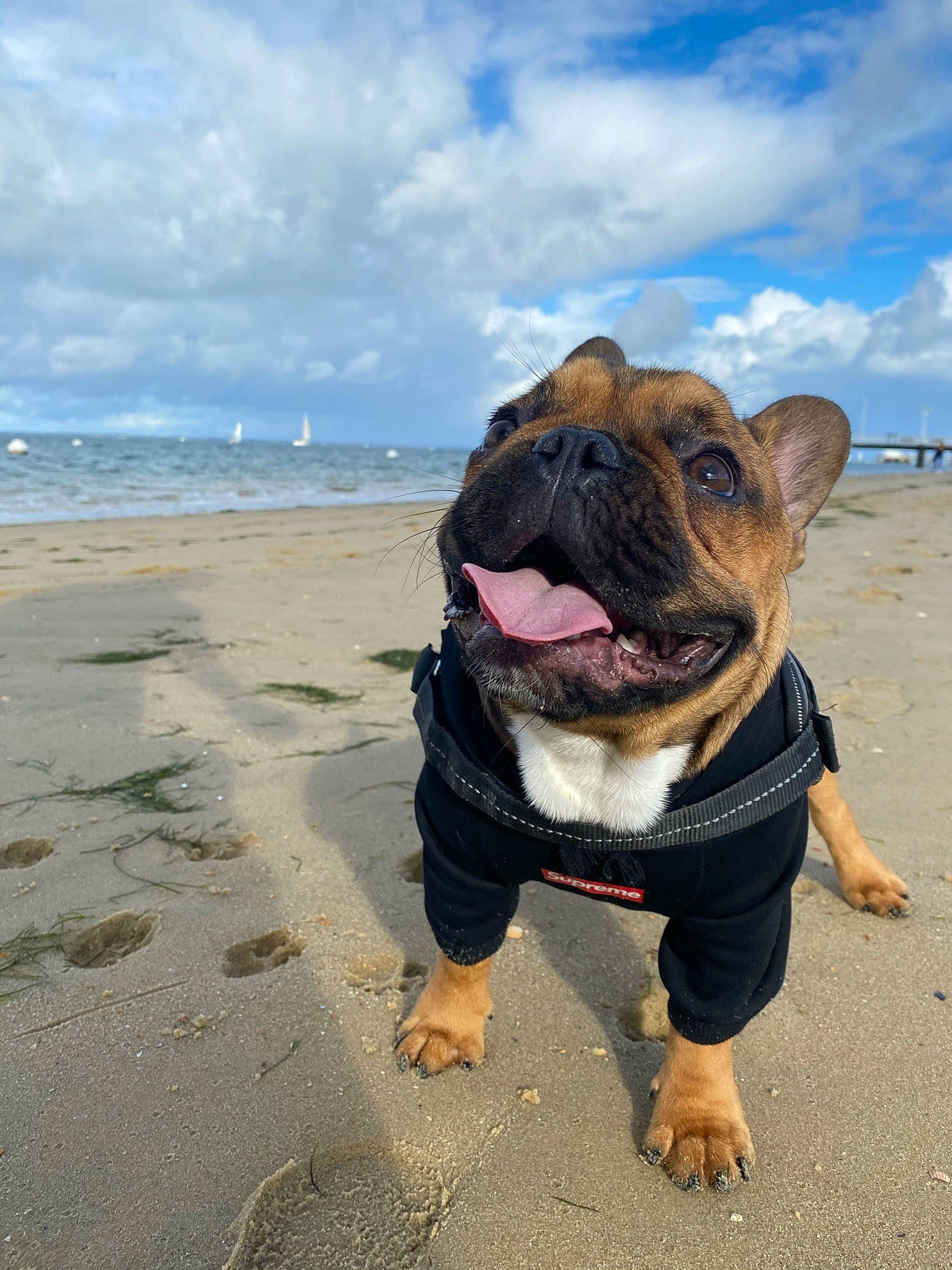 Butters participe au concours pour gagner de l'argent avec cette photo : beach, bulldog, canidae, carnivore, cloud, companion_dog, dog, dog_breed, fawn, landscape, leash, molosser, sky, snout, sporting_group, water, wind_wave, working_animal, working_dog, wrinkle