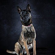 Alpina participe au concours pour gagner de l'argent avec cette photo : dog, canine, sitting, portrait, studio_photo, black_background, dark_background, alert, attentive, ears_upright, short_hair, pink_collar, collar, paws, tail, fur, eyes, muzzle, front_legs, well_groomed