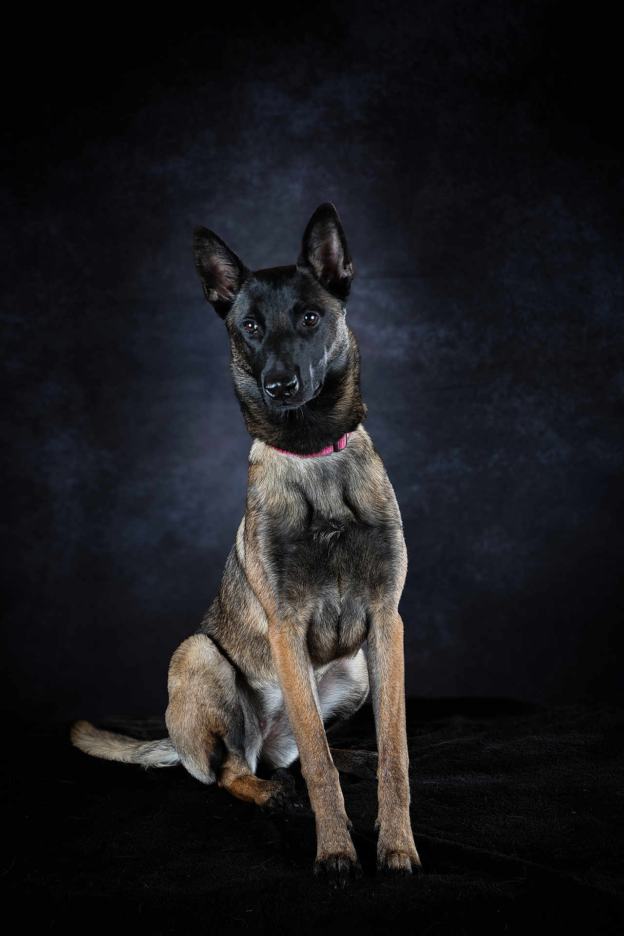 Alpina participe au concours pour gagner de l'argent avec cette photo : dog, canine, sitting, portrait, studio_photo, black_background, dark_background, alert, attentive, ears_upright, short_hair, pink_collar, collar, paws, tail, fur, eyes, muzzle, front_legs, well_groomed