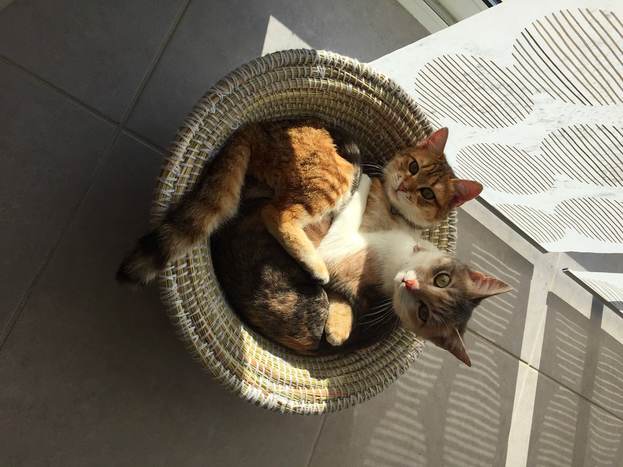 Cali a rejoint le concours — aidez-le/la à gagner de superbes lots ! automotive_tire, bicycle_tire, carnivore, cat, claw, comfort, domestic_short_haired_cat, felidae, flooring, fur, metal, paw, pet_supply, reptile, small_to_medium_sized_cats, snout, tail, terrestrial_animal, whiskers, wood