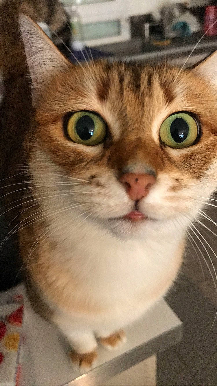 Cali a rejoint le concours — aidez-le/la à gagner de superbes lots ! carnivore, cat, close_up, curious, domestic_short_haired_cat, door, eye, felidae, fur, hair, head, iris, nose, pet_supply, photo_caption, small_to_medium_sized_cats, snout, terrestrial_animal, whiskers, window