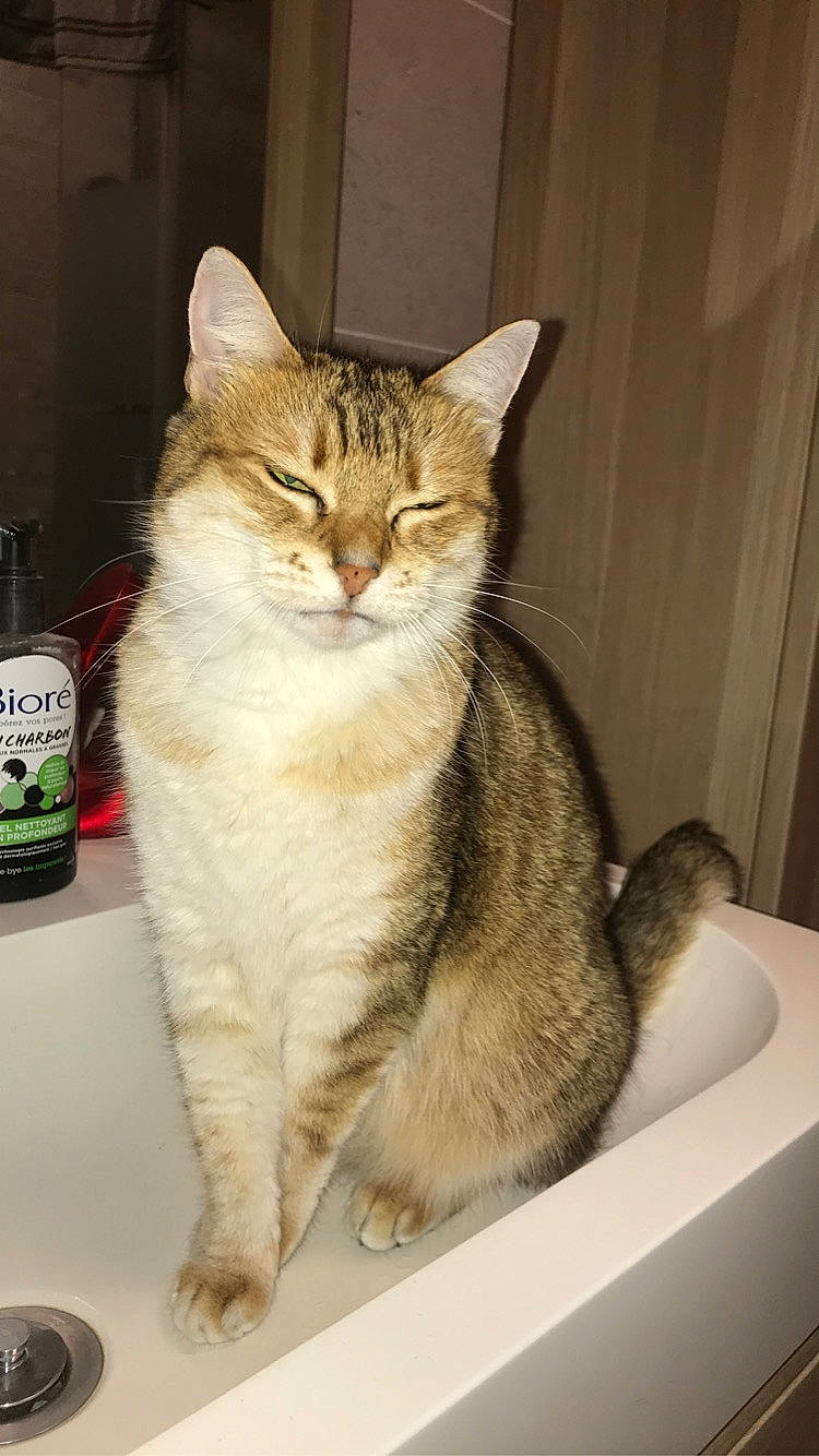 Cali participe au concours pour gagner de l'argent avec cette photo : bottle, box, carnivore, cat, cat_furniture, cat_supply, claw, domestic_short_haired_cat, felidae, fur, paw, sitting, small_to_medium_sized_cats, tail, whiskers, window