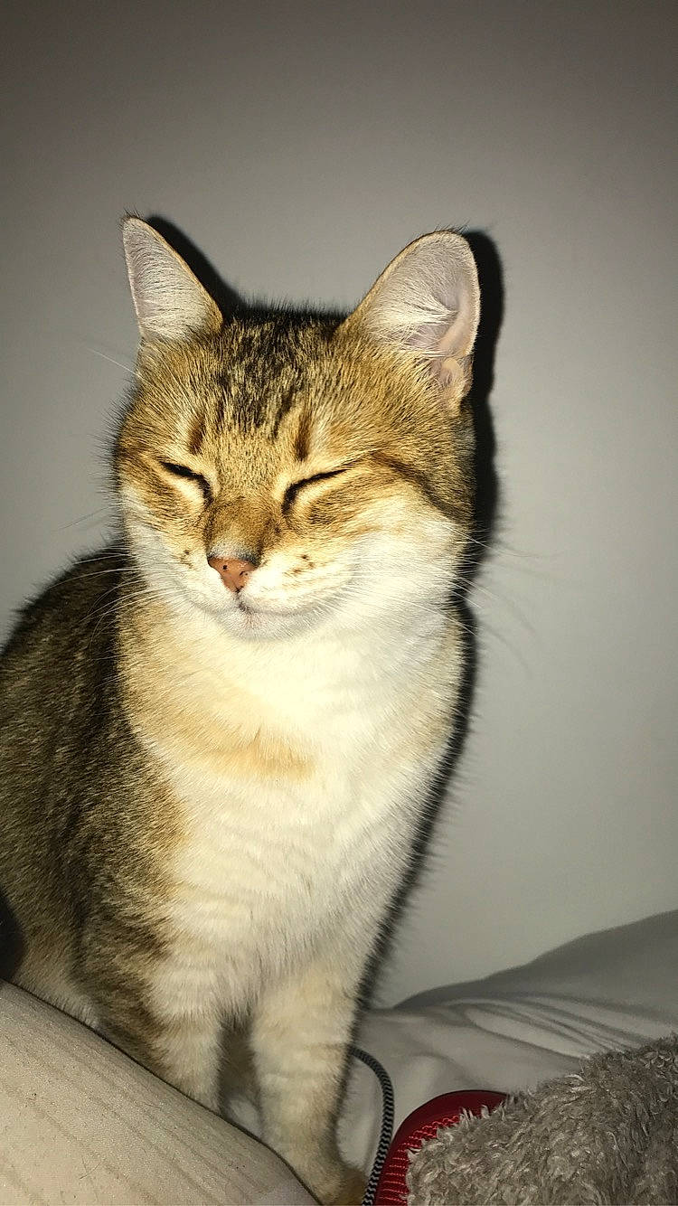 Cali a rejoint le concours — aidez-le/la à gagner de superbes lots ! art, carnivore, cat, domestic_short_haired_cat, felidae, fur, paw, sitting, small_to_medium_sized_cats, snout, terrestrial_animal, whiskers, wildlife, window