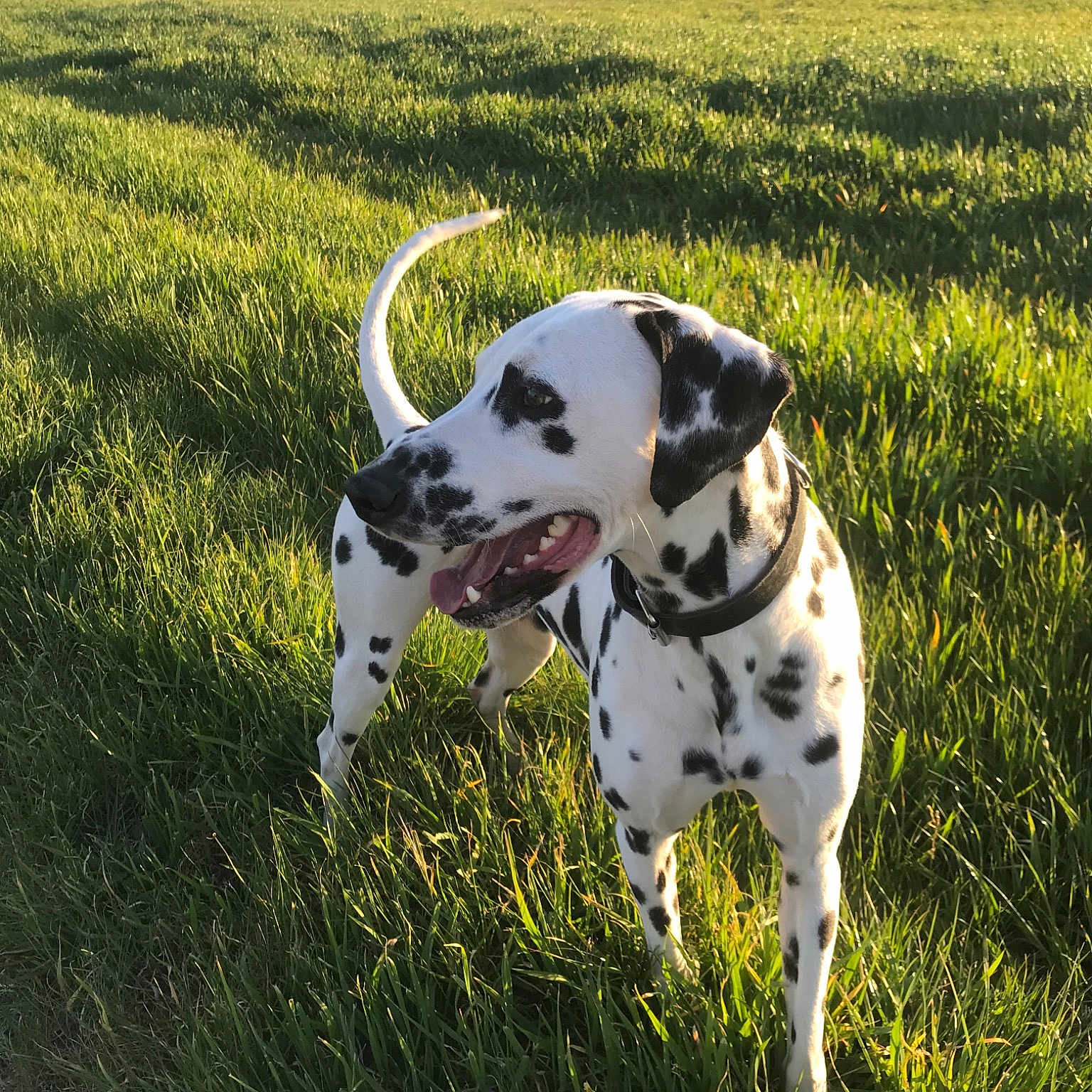 Otis