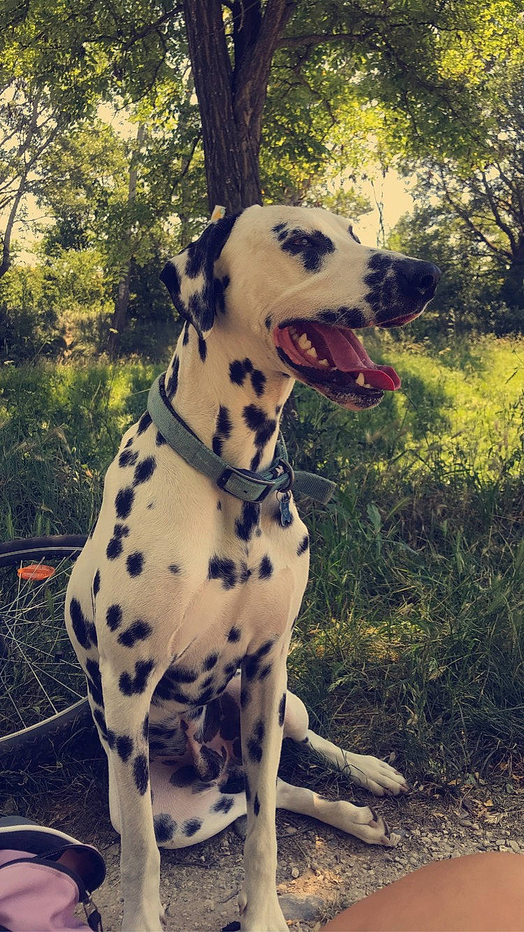 Otis a rejoint le concours — aidez-le/la à gagner de superbes lots ! canidae, carnivore, collar, companion_dog, dog, dog_breed, dog_collar, dog_supply, fawn, grass, mammal, metal, plant, snout, sporting_group, tail, terrestrial_animal, tree, vertebrate, working_animal