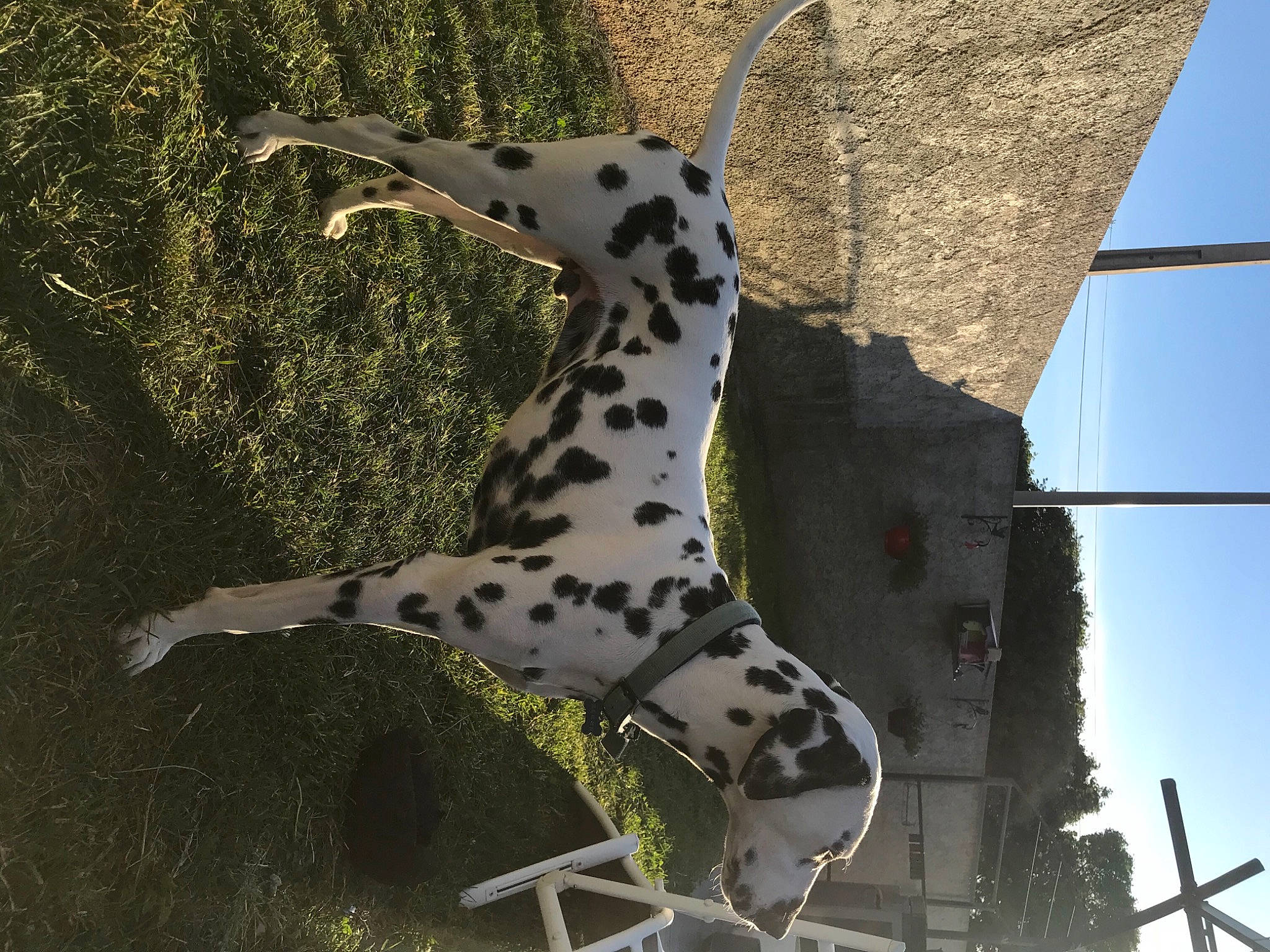 Otis a rejoint le concours — aidez-le/la à gagner de superbes lots ! art, canidae, carnivore, dalmatian, dog_breed, fawn, felidae, giraffidae, grass, metal, non_sporting_group, organism, pattern, sky, snout, sporting_group, tail, terrestrial_animal, wildlife