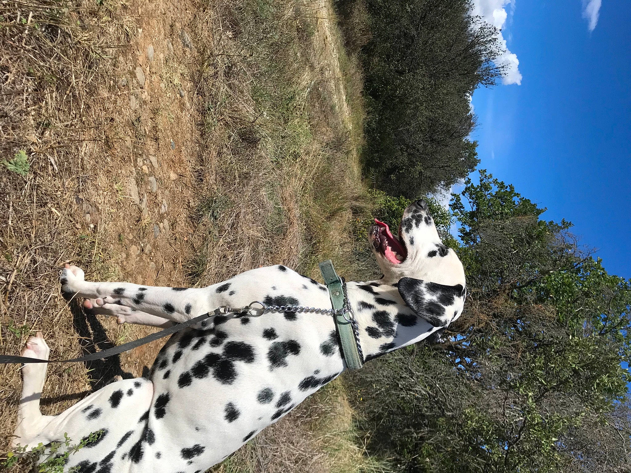 Otis a rejoint le concours — aidez-le/la à gagner de superbes lots ! art, canidae, carmine, dalmatian, dog, dog_breed, fawn, grass, grassland, non_sporting_group, pattern, people_in_nature, plant, sky, sporting_group, terrestrial_animal, tree, trunk, twig, wildlife