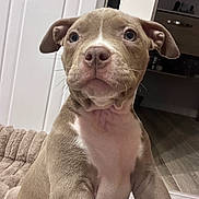 Blue participe au concours pour gagner de l'argent avec cette photo : puppy, dog, indoor, pet, brown_fur, white_chest, ears, floor, dog_bed, animal, cute, young_dog, looking_up, domestic, canine, portrait, flooring, home, attention, closeup