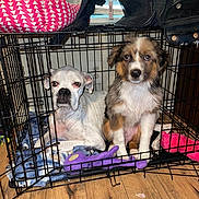 Finn joined the competition — help win amazing prizes! dog, puppy, crate, blanket, toy, floor, window, indoor, pet, animal, fur, cute, sitting, two_dogs, cage, wood_floor, resting, looking, domestic_animal, cozy