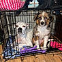 dog, puppy, crate, blanket, toy, floor, window, indoor, pet, animal, fur, cute, sitting, two_dogs, cage, wood_floor, resting, looking, domestic_animal, cozy