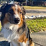 Finn joined the competition — help win amazing prizes! dog, outdoor, sunlight, sidewalk, leash, fur, pet, animal, calm, nature, grass, tree, residential, daytime, closeup, mammal, canine, brown, white, black