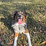 Finn is registered to the contest to win money with this photo: dog, grass, sunlight, tongue_out, happy, outdoor, pet, nature, autumn_leaves, canine, fur, collar, playful, animal, muzzle, ears, daylight, field, tongue, lying_down