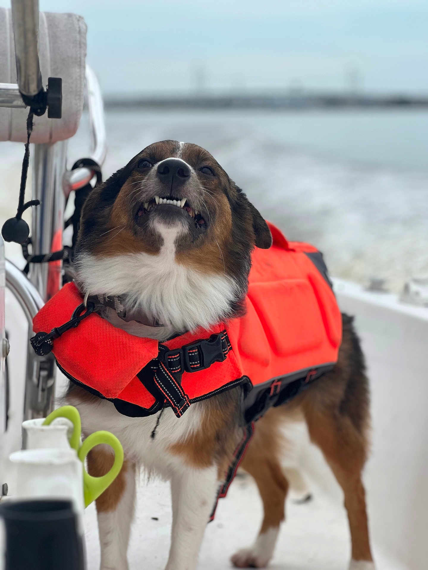 Finn