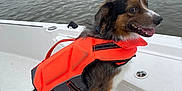 Finn joined the competition — help win amazing prizes! dog, life_jacket, boat, water, outdoor, animal, pet, happy, canine, fur, smile, watercraft, dock, shoreline, nature, summer, travel, leisure, companion, adventure