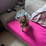 Aby a rejoint le concours — aidez-le/la à gagner de superbes lots ! dog, couch, pink_cover, pillow, living_room, pet, fur, indoor, floor, tile, small_dog, curious, motion_blur, cozy, scruffy, domestic, furniture, blanket, home, animal
