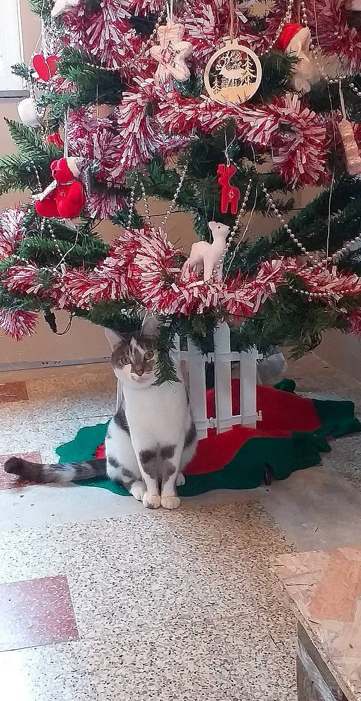 Grisbouille a rejoint le concours — aidez-le/la à gagner de superbes lots ! carnivore, cat, christmas, christmas_decoration, christmas_eve, christmas_tree, cyclamen, fawn, felidae, flower, herbaceous_plant, houseplant, interior_design, perennial_plant, plant, shrub, small_to_medium_sized_cats, tree