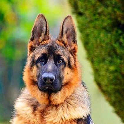 Floyd