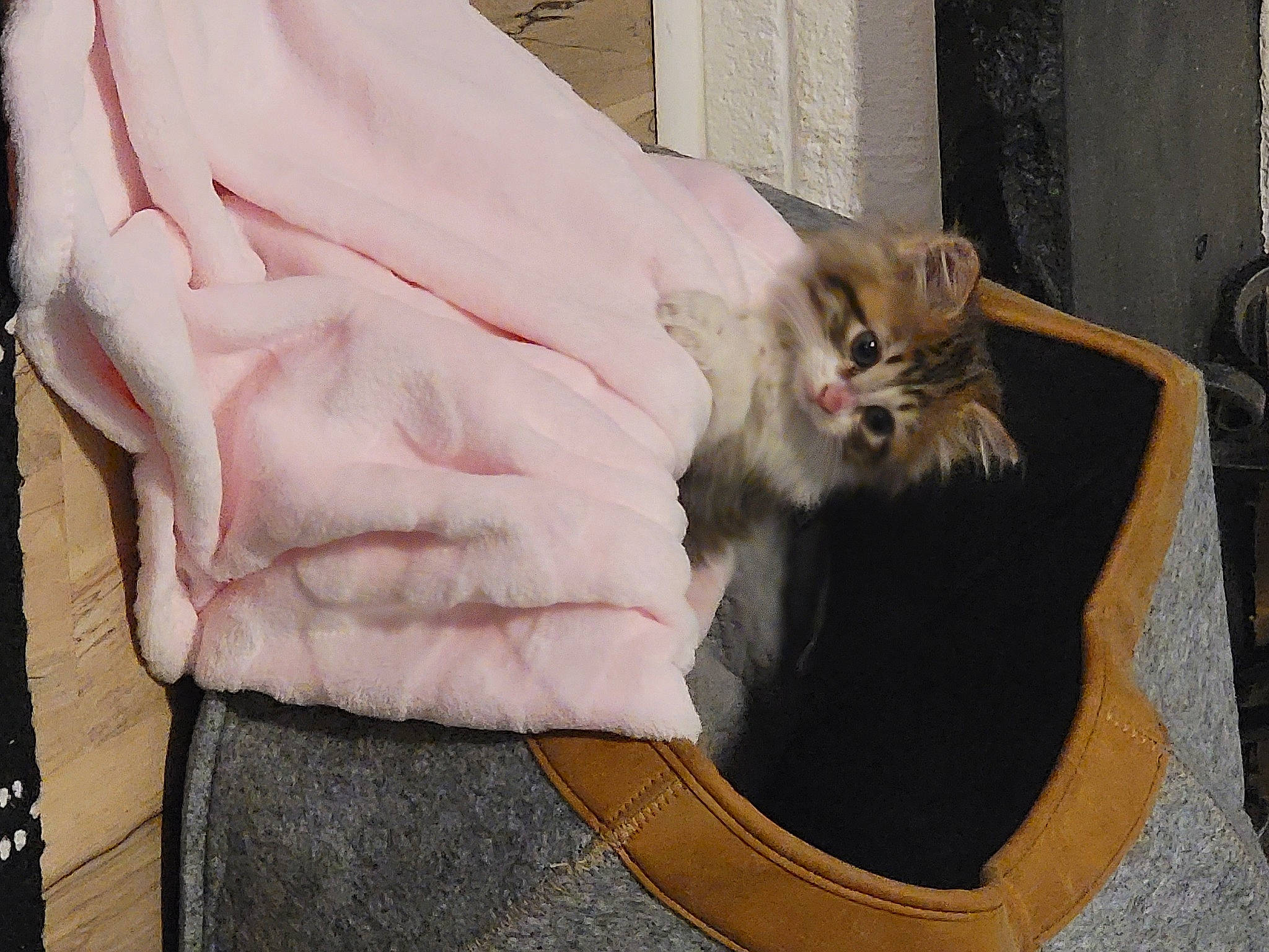 Harper is registered to the contest to win money with this photo: bag, carnivore, cat, claw, comfort, domestic_short_haired_cat, fang, fashion_accessory, fawn, felidae, fur, linens, paw, sitting, small_to_medium_sized_cats, tail, whiskers, wood