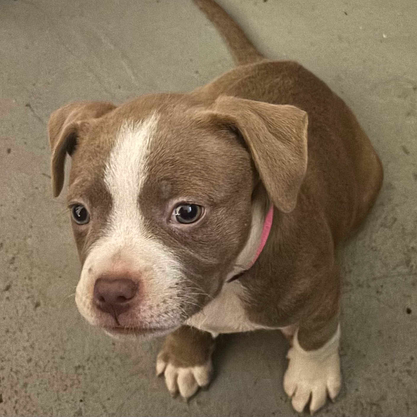 Willow joined the competition — help win amazing prizes! puppy, dog, brown_and_white, pit_bull, sitting, floor, pink_collar, wide_eyed, cute, pet, canine, short_hair, white_stripe, floppy_ears, paws, portrait, indoor, adorable, looking_up, animal