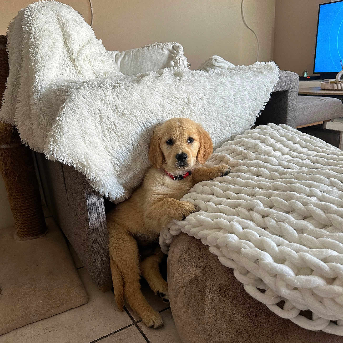Verron a rejoint le concours — aidez-le/la à gagner de superbes lots ! puppy, golden_retriever, dog, blanket, armchair, ottoman, living_room, furniture, tile_floor, cozy, cute, indoor, pet, resting, knit_throw, curious, relaxed, cushion, decor, collar