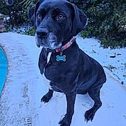 Noel joined the competition — help win amazing prizes! animal, black_dog, calm, canine, closeup, collar, daylight, dog, fur, greenery, nature, outdoor, pet, pool, portrait, quiet, sitting, snow, tag, winter