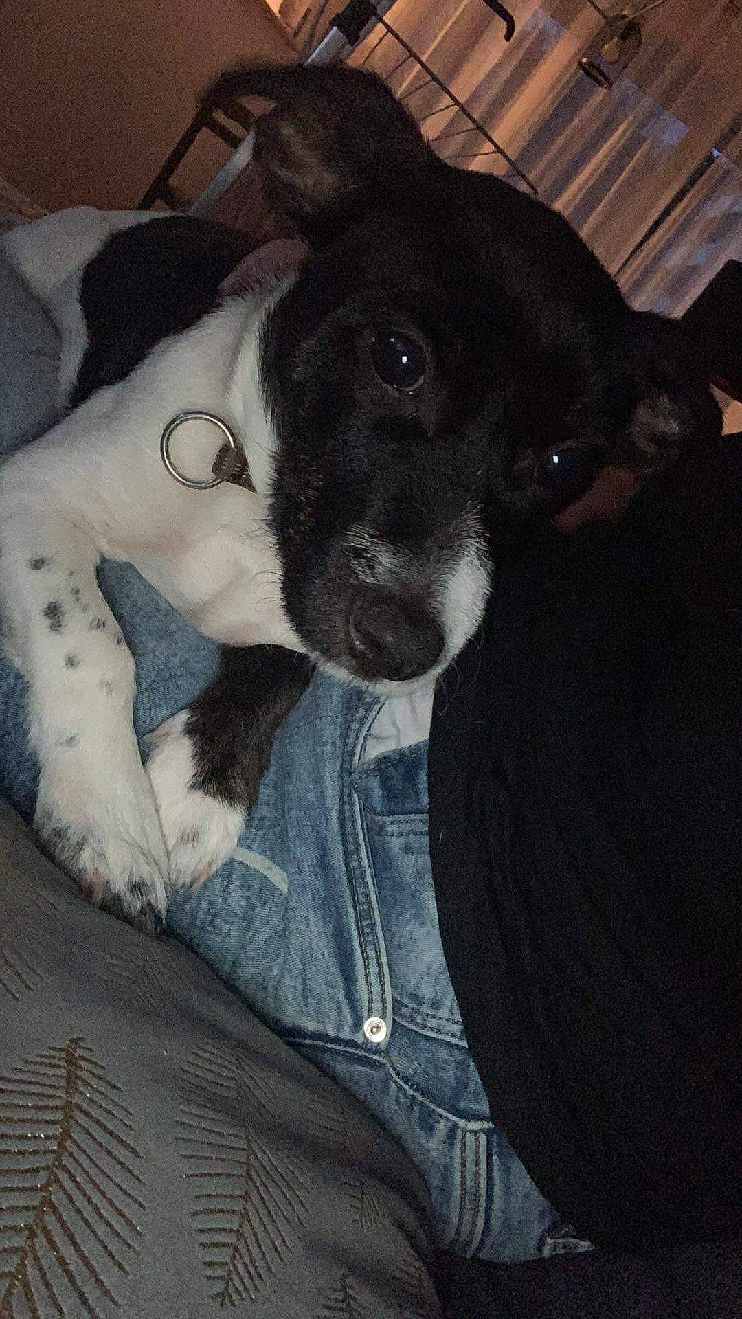 Ucky a rejoint le concours — aidez-le/la à gagner de superbes lots ! canidae, carnivore, comfort, companion_dog, denim, dog, dog_breed, ear, fawn, fur, non_sporting_group, snout, sporting_group, terrestrial_animal, whiskers, working_animal