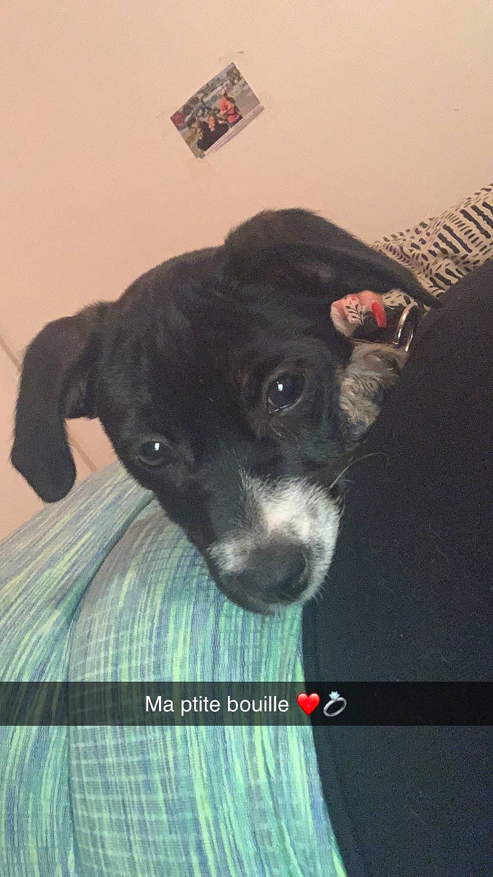 Ucky a rejoint le concours — aidez-le/la à gagner de superbes lots ! borador, canidae, carnivore, companion_dog, dog, dog_breed, fur, non_sporting_group, snout, sporting_group, terrestrial_animal, toy_dog, whiskers, working_animal