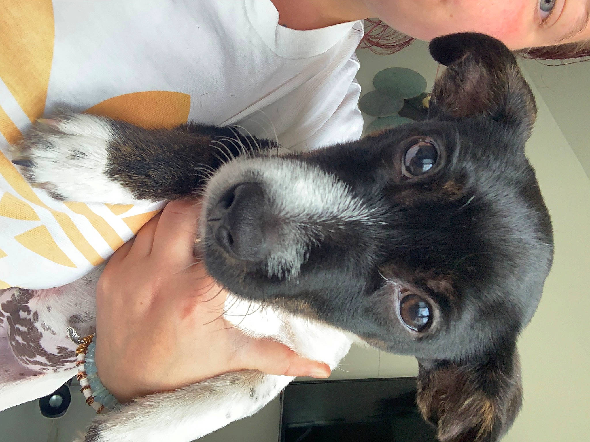 Ucky participe au concours pour gagner de l'argent avec cette photo : arm, canidae, carnivore, comfort, companion_dog, dog, dog_breed, ear, elbow, finger, fur, gesture, non_sporting_group, paw, puppy_love, snout, sporting_group, whiskers, working_animal, wrist