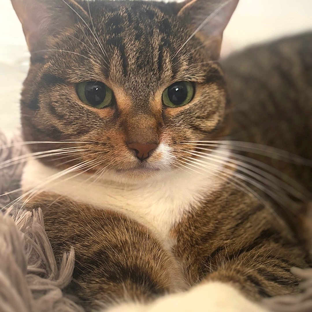 Mya a rejoint le concours — aidez-le/la à gagner de superbes lots ! animal, blanket, cat, close_up, cozy, cuddly, ears, furry, green_eyes, indoors, pet, photography, portrait, relaxed, shallow_depth_of_field, soft_lighting, staring, tabby_cat, whiskers, white_chest