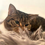 Mya participe au concours pour gagner de l'argent avec cette photo : animal, blanket, cat, close_up, cozy, ears, eyes, feline, fur, gallery, home, indoor, pet, phone_screen, photography, portrait, soft_texture, striped_fur, tabby_cat, whiskers