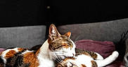 Mya a rejoint le concours — aidez-le/la à gagner de superbes lots ! animal, blanket, calico_cat, cat, cats, close_up, couch, cozy, feline, fur, home, indoor, lying_down, pet, relaxed, sitting, sleeping, tabby_cat, two_cats, whiskers