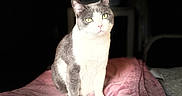 Hadès a rejoint le concours — aidez-le/la à gagner de superbes lots ! animal, bed, blanket, cat, cozy, dim_lighting, ears, eyes, furniture, gray_cat, indoors, looking_at_camera, pet, phone_screenshot, pink_blanket, portrait, sitting, upright, whiskers, white_cat