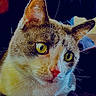 Hadès participe au concours pour gagner de l'argent avec cette photo : animal, carpet, cat, close_up, colorful, ears, eyes, face, feline, fur, indoors, looking_at_camera, nose, orange_fur, pet, photograph, portrait, tabby, whiskers, white_fur