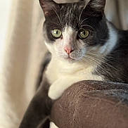Hadès a rejoint le concours — aidez-le/la à gagner de superbes lots ! alert, animal, black_and_white, cat, close_up, couch, ears, fur, green_eyes, home, indoor, lounging, paw, pet, pink_nose, portrait, sitting, soft_lighting, tuxedo_cat, whiskers
