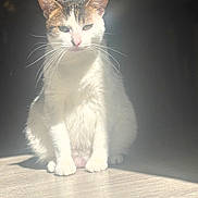 Molly a rejoint le concours — aidez-le/la à gagner de superbes lots ! cat, kitten, animal, pet, feline, sitting, portrait, white_fur, tabby_markings, pink_nose, whiskers, pointed_ears, green_eyes, indoor, sunlight, dramatic_lighting, wooden_floor, shadow, front_view, cute