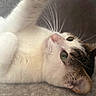 Molly participe au concours pour gagner de l'argent avec cette photo : cat, feline, pet, white_fur, black_fur, tabby, green_eyes, whiskers, pink_nose, upside_down, lying_down, belly, paws, close_up, portrait, indoor, floor, relaxed, sleepy, playful
